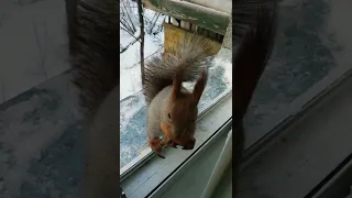 Белка понесла орех домой#животные#animals#белка#squirrel