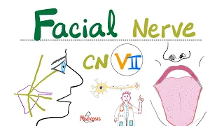 Facial Nerve - 7th Cranial Nerve 7 (CN VII), Chorda tympani, Submandibular Ganglion - Neuroanatomy