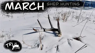 Shed Hunting BC in March 2024