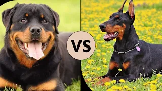 Rottweiler vs Doberman (Comparison)