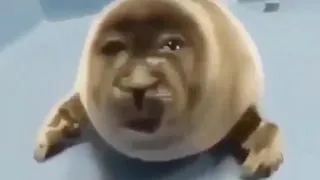 sad seal meme