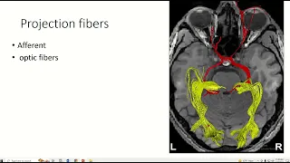Association fiber commissure fiber and projection fiber of white matter in the nervous system