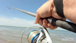 Arcachon, La Teste fishing surfcasting, bar, dorade grise, marbré, gros coef + de 100