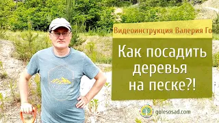 Как посадить деревья на песке?!