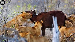 The Young Lions First Hunt- Animal Videos | ATP Earth