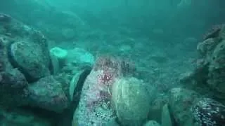 A Lot of Abalone