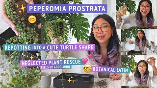 STRING OF TURTLES RESCUE 🐢💫 Chatty repot + propagating Peperomia prostrata to look like a turtle 🟢😊🟢