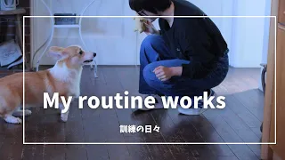 「コーギー看板犬」訓練の日々