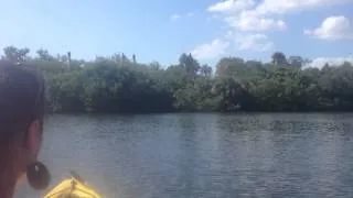 Dolphin in Lovers Key State Park