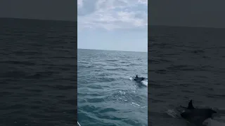 Анапа. Самая удачная Морская Прогулка на Чёрном Море в Анапе 🐬