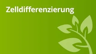 Zelldifferenzierung und Gewebe | Biologie | Biologie der Zellen