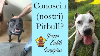 Conosci i (nostri) Pitbull? - Canile di Carpi