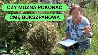 Ćma Bukszpanowa - Ratować Bukszpany Czy Usuwać Je?