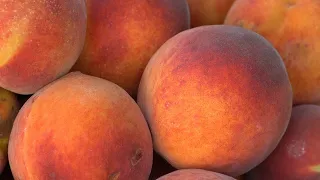 Majestic Farms Peaches