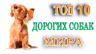 ТОП-10 Самых Дорогих и Лучших Пород Собак в Мире