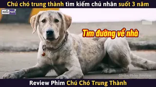 Chú Chó Trung Thành Tìm Kiếm Chủ Nhân Suốt 3 Năm || Review Phim