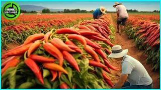 The Most Modern Agriculture Machines That Are At Another Level, How To Harvest Chilies In Farm