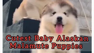 Baby Alaskan malamute puppies cutest and funny compilation| Running and playing in the snow
