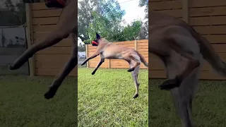 Dog Slow-Mo Frisbee Catch #doglife #dog #gooddog