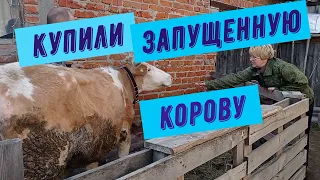 Купили вторую корову в ужасном состоянии.