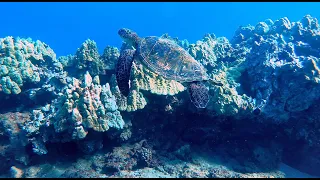 Amazing Maui Coast Snorkeling | Hawaii. GoPro Hero 8