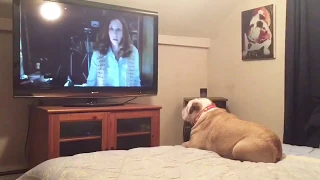 Bulldog Reacts To Terrifying Nun Scene in "The Conjuring 2"