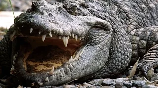 Самый большой крокодил в мире HD