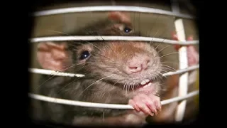 как поймать мышь как поймать крысу Easy Mouse/Rat Trap