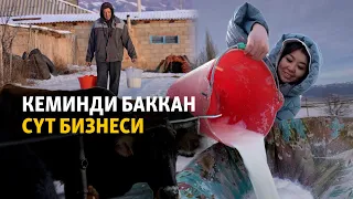 Кеминди баккан сүт бизнеси