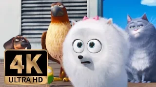 The Secret Life of Pets (2016) - Secret Route To The Sewer (6/10)