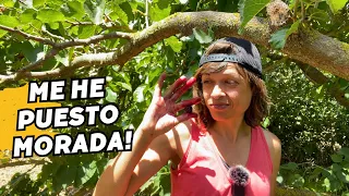 🌳Esta FINCA tenía el mayor ÁRBOL de MORAS que jamás haya visto. Haciendo la "compra".   Vlog113