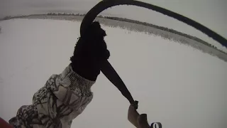 Охота с Эг Фаготом 10 мес. по глубокому снегу январь 2017г