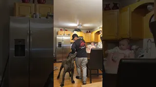 cane corso helping his baby from an attacker!