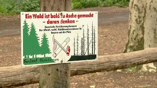 Wald-Knigge – Regeln für den Schutz der Natur | SWR | Landesschau Rheinland-Pfalz