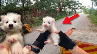 Dương KC 2.0 - Nhặt Được Loài Thú Đột Biến Độc Lạ - Cute Dễ Thương Quá