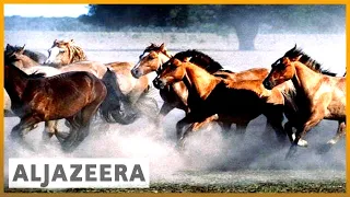 🇦🇷 Argentina polo horse cloning faces controversy | Al Jazeera English