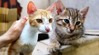 Baby kitten taking her mother to the vet for spaying - spayed and neutered