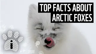 Top facts about Arctic foxes | WWF