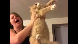 Lion king cat