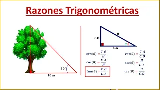 Razones Trigonométricas | Hallar la altura de un Árbol |