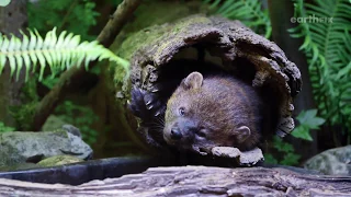 Return of The Fishers To the Washington Cascades