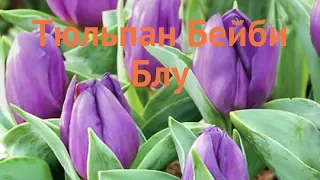 Тюльпан обыкновенный Бейби Блу (tyulpan-beybi-blu) 🌿 обзор: как сажать, луковицы тюльпаны Бейби Блу