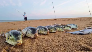 NUNCA SUBESTIME ESSA ISCA NO MAR, ELES NÃO RESISTEM!!! Pescaria de praia.