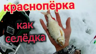 Красноперка как селедка!!!хороший окунь на безмотылку!