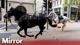 Cavalry horses run loose in London covered in blood