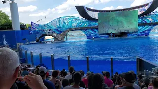 SeaWorld Kasatka 4K.Шоу касаток 4K.ч3