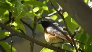 Common redstart bird