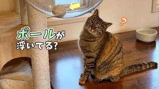 新入りのりんちゃんがのびのび遊べるようになってきた!!　680話