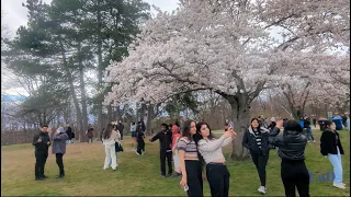 High Park Cherry Blossoms April 2024