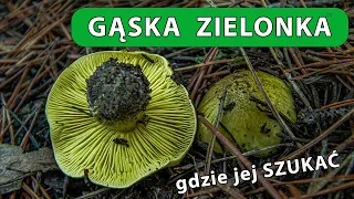 Gąska Zielonka - okolice Pustyni Błędowskiej, jak rozpoznać, jak szukać.